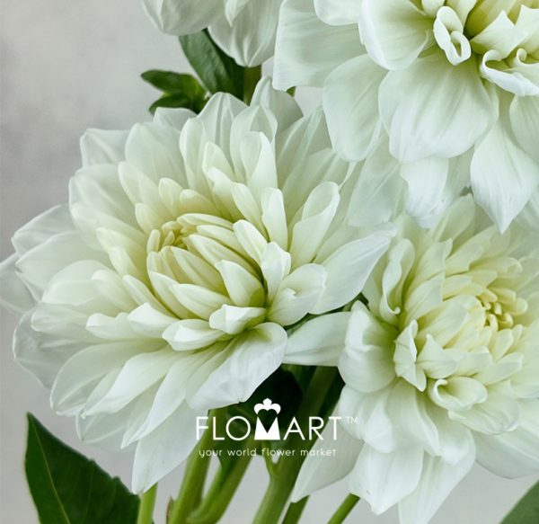 Dahlia White