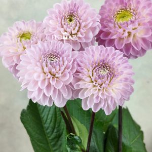 Dahlia Wizard of Oz