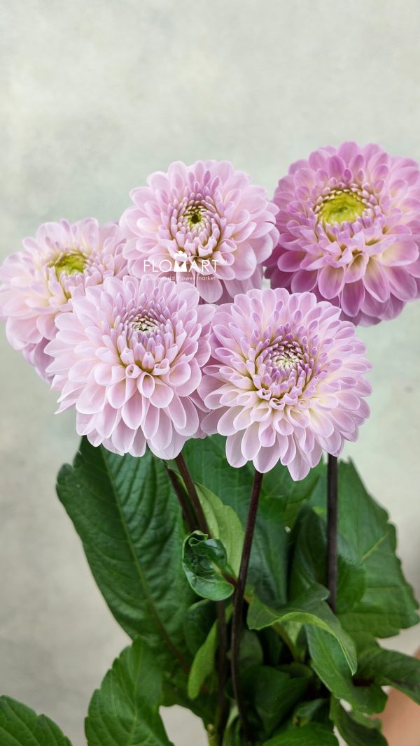 Dahlia Wizard of Oz