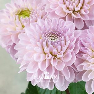 Dahlia Wizard of Oz - Image 2