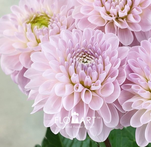 Dahlia Wizard of Oz
