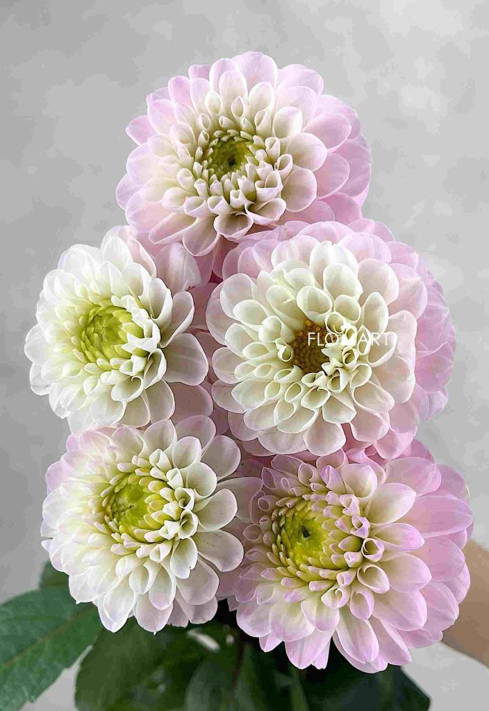 Dahlia Wizard of Oz