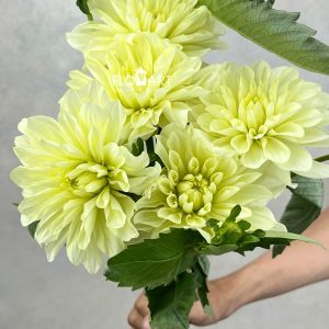Dahlia Yellow