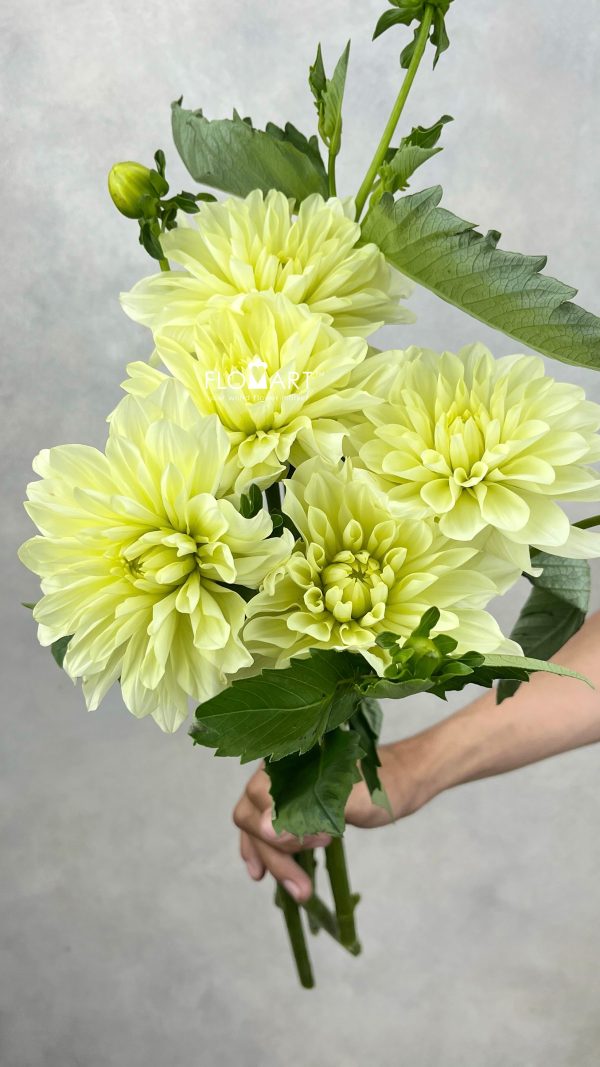 Dahlia Yellow