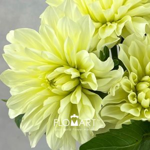 Dahlia Yellow - Image 2
