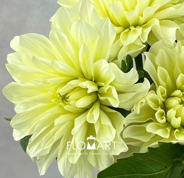 Dahlia Yellow