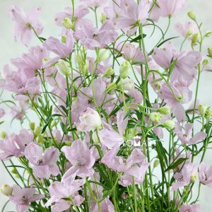 Delphinium Sakura Otome