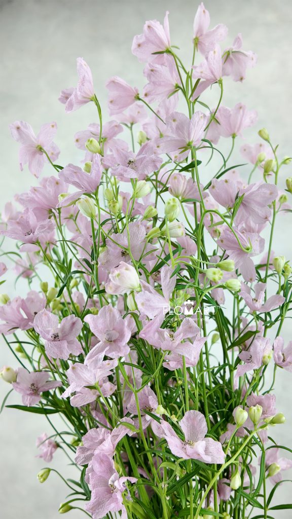 Delphinium Sakura Otome