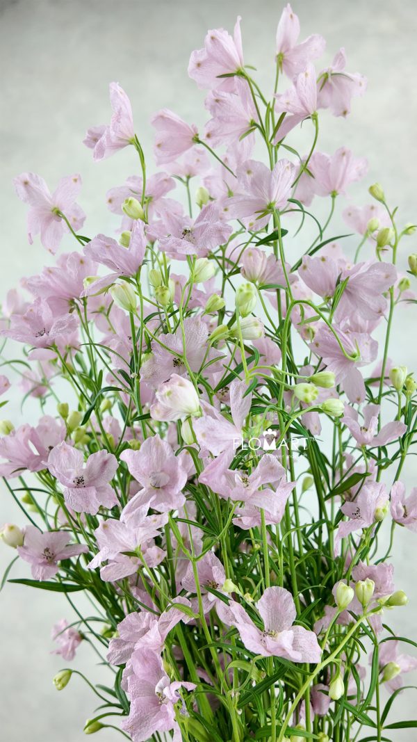 Delphinium Sakura Otome