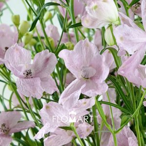 Delphinium Sakura Otome - Image 2