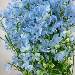 Delphinium Super Chiffon Blue