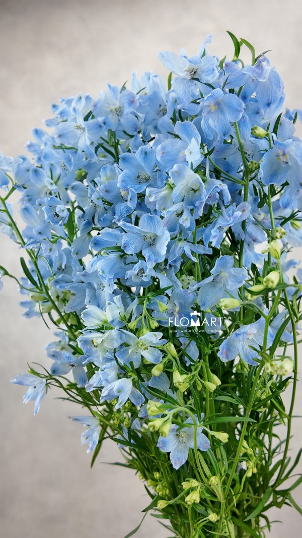 Delphinium Super Chiffon Blue