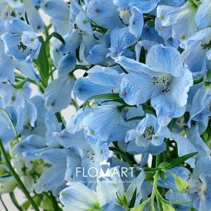Delphinium Super Chiffon Blue - Image 2