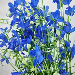Delphinium Super Grand Blue