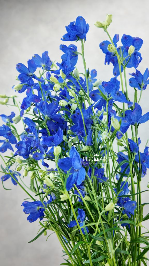 Delphinium Super Grand Blue