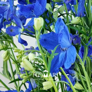 Delphinium Super Grand Blue - Image 2
