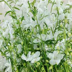 Delphinium Super Silky White