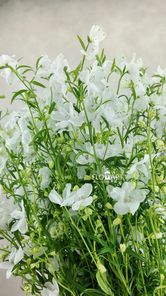 Delphinium Super Silky White