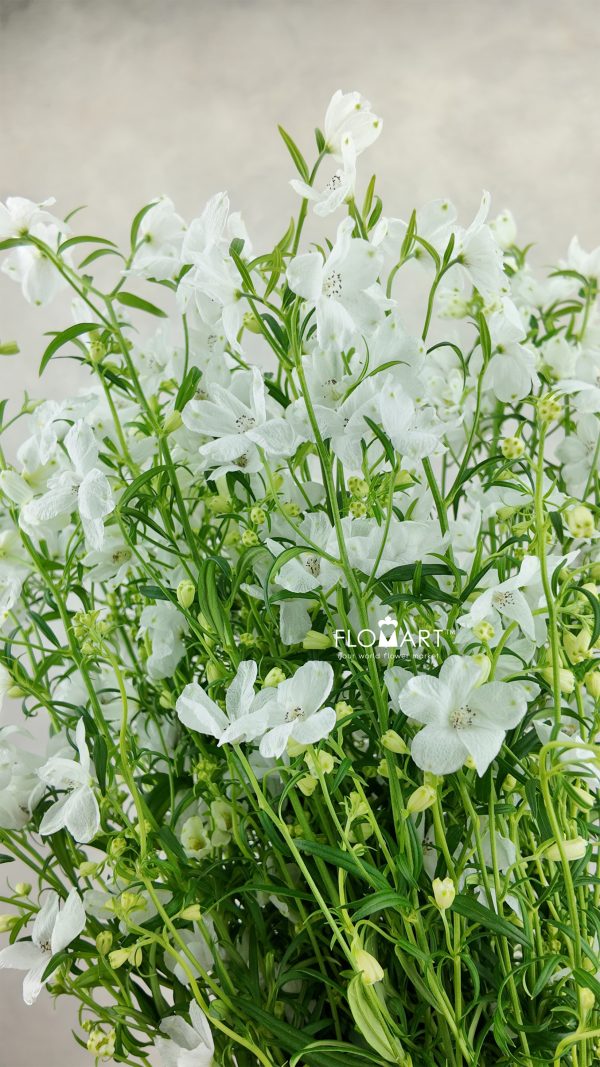 Delphinium Super Silky White Delphinium Super Silky White
