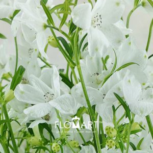 Delphinium Super Silky White - Image 2