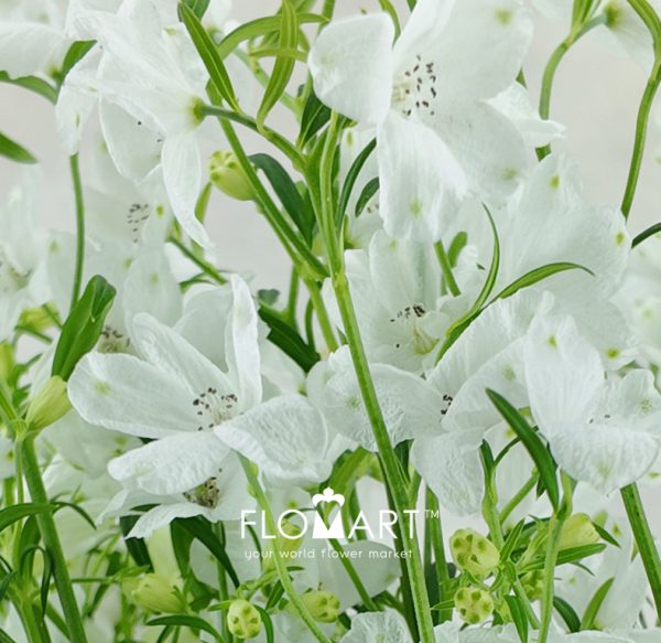 Delphinium Super Silky White