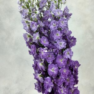 Delphinium do dev Mojo Magenta