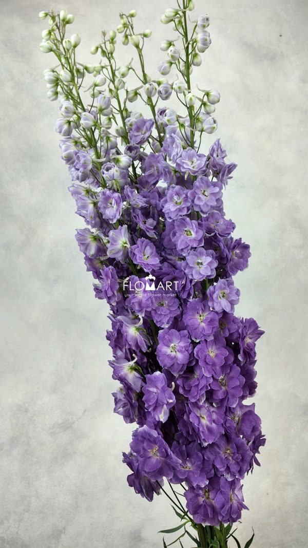 Delphinium do dev Mojo Magenta