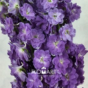 Delphinium do dev Mojo Magenta - Image 2