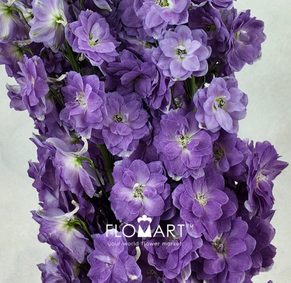 Delphinium do dev Mojo Magenta