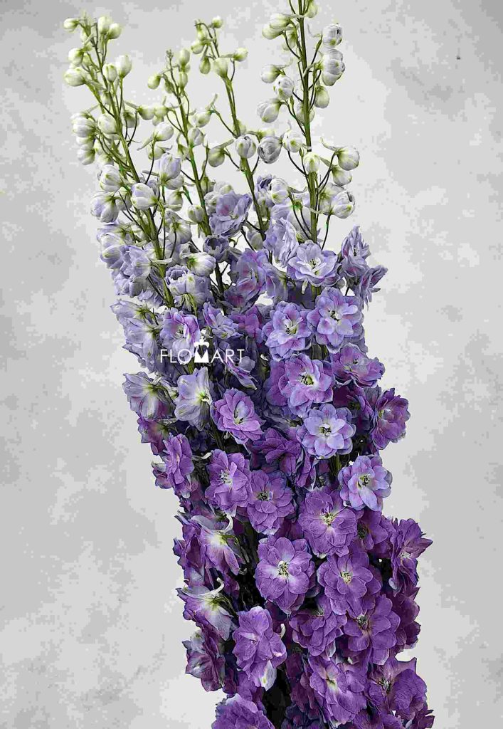 Delphinium do dev Mojo Magenta