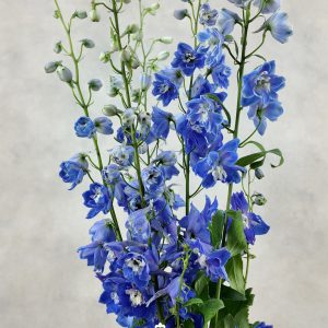 Delphinium do dev Navy Blue