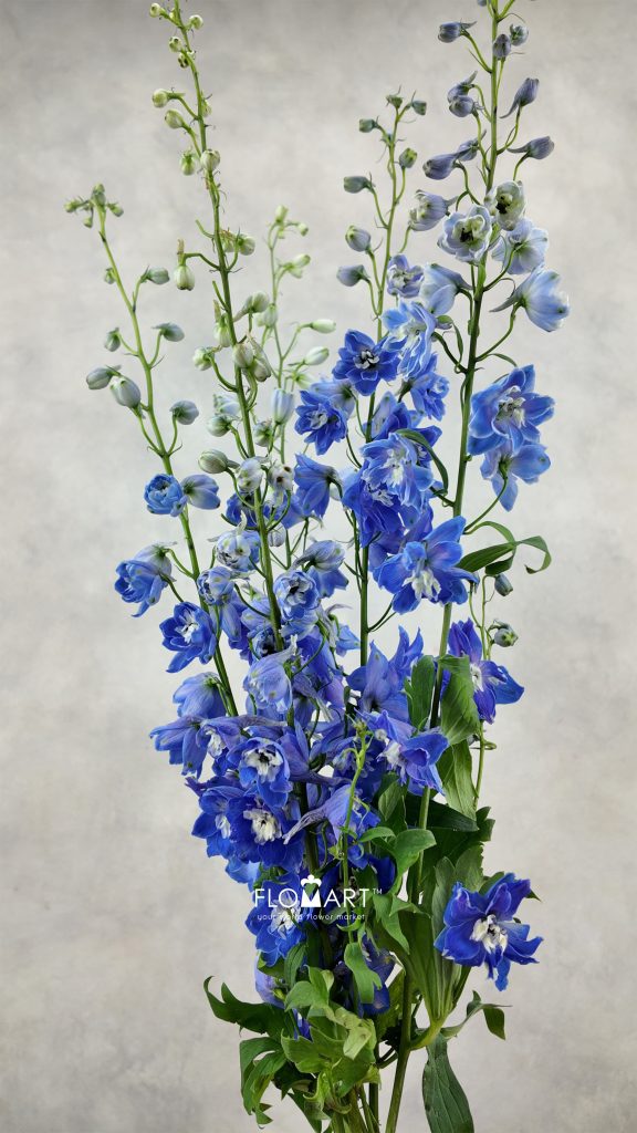 Delphinium do dev Navy Blue