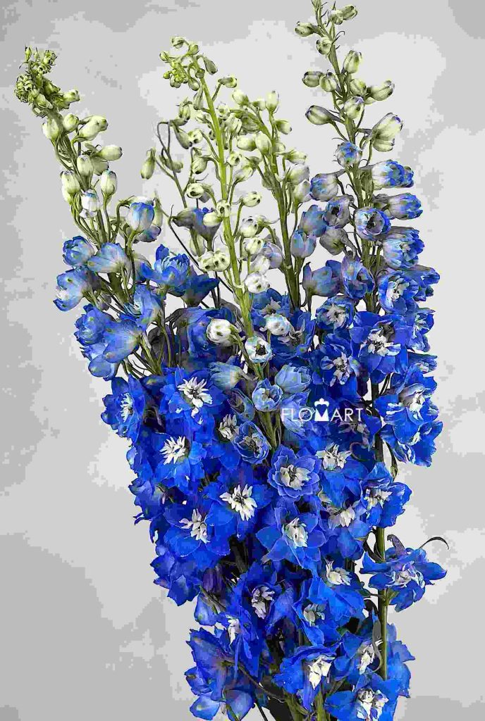 Delphinium do dev Navy Blue