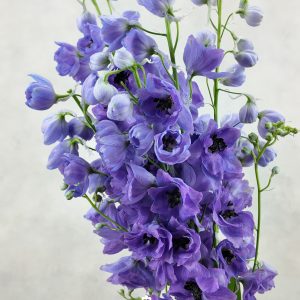 Delphinium du Dewi Purple Smile