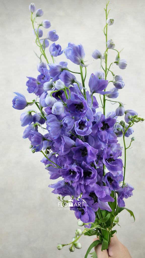 Delphinium du Dewi Purple Smile