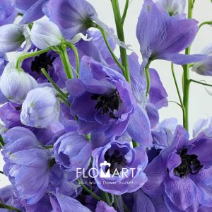 Delphinium du Dewi Purple Smile - Image 2