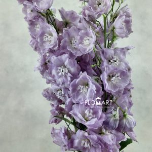 Delphinium du Hercules