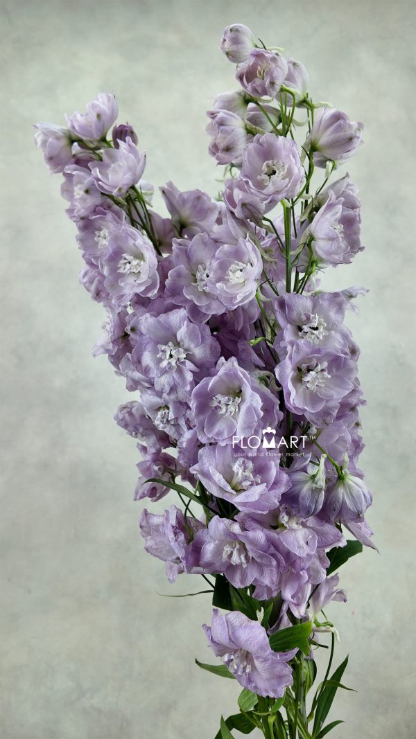 Delphinium du Hercules