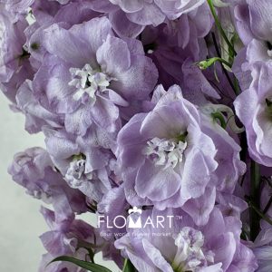 Delphinium du Hercules - Image 2