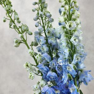 Delphinium du Magic Skyblue Whitebee