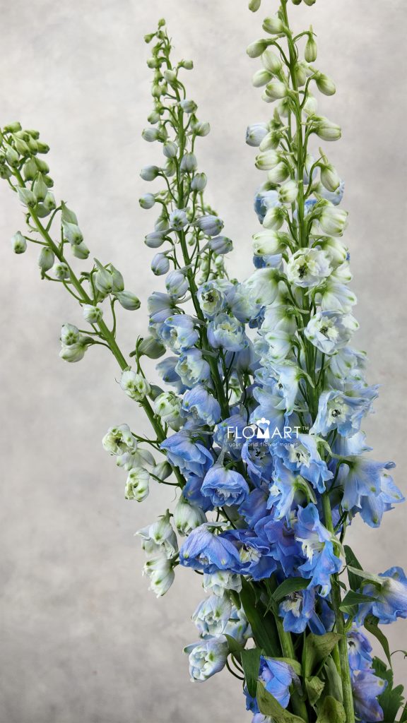 Delphinium du Magic Skyblue Whitebee