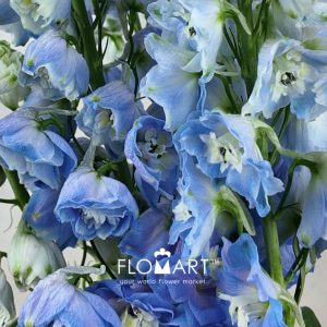 Delphinium du Magic Skyblue Whitebee - Image 2