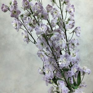Delphinium du el Dewi Flaming