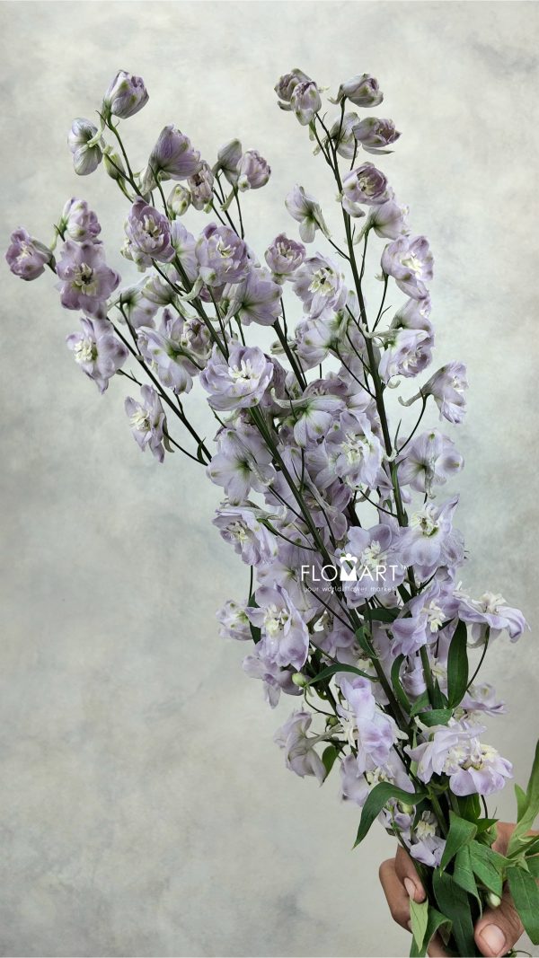 Delphinium du el Dewi Flaming