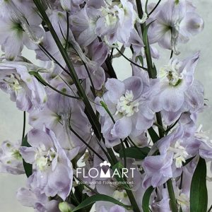 Delphinium du el Dewi Flaming - Image 2