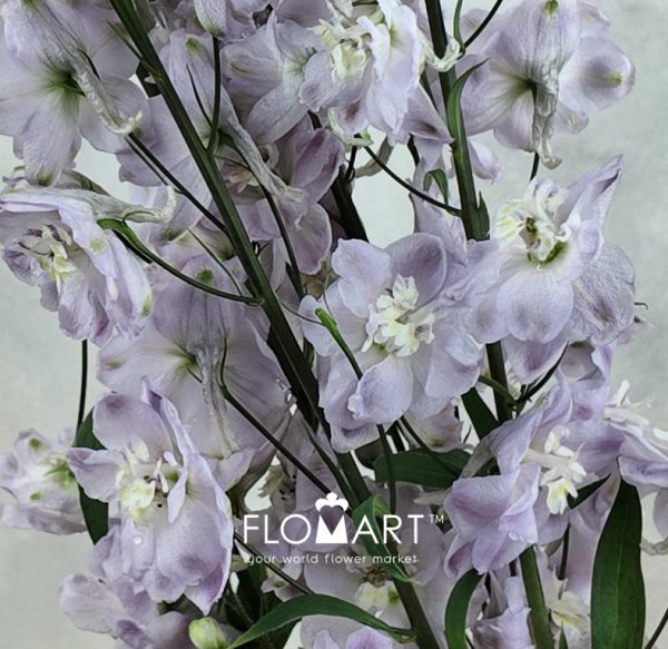 Delphinium du el Dewi Flaming
