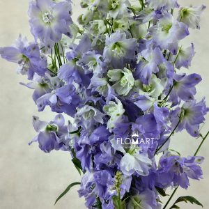 Delphinium el Aurora Lavender