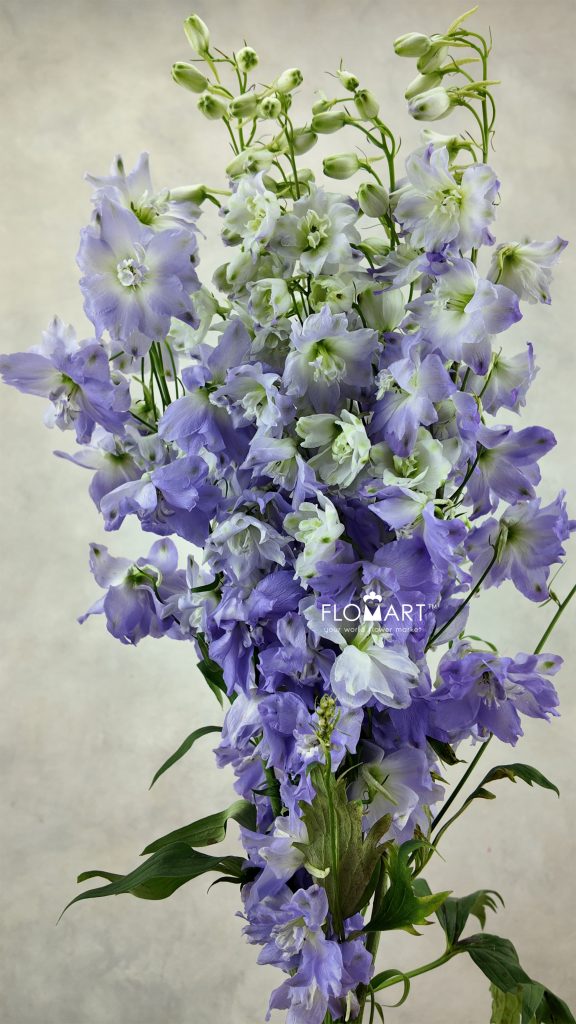 Delphinium el Aurora Lavender