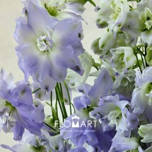 Delphinium el Aurora Lavender - Image 2