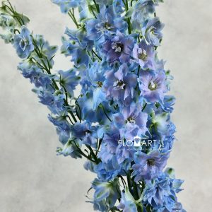 Delphinium el Dewi Boy